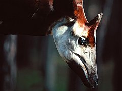 Okapi Male